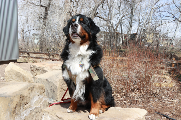 Sully the service dog posing outdoors